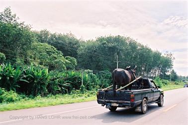 20 Thailand 2002 F1010014 Ausflug Krabi Wasserbüffel Transpo_478